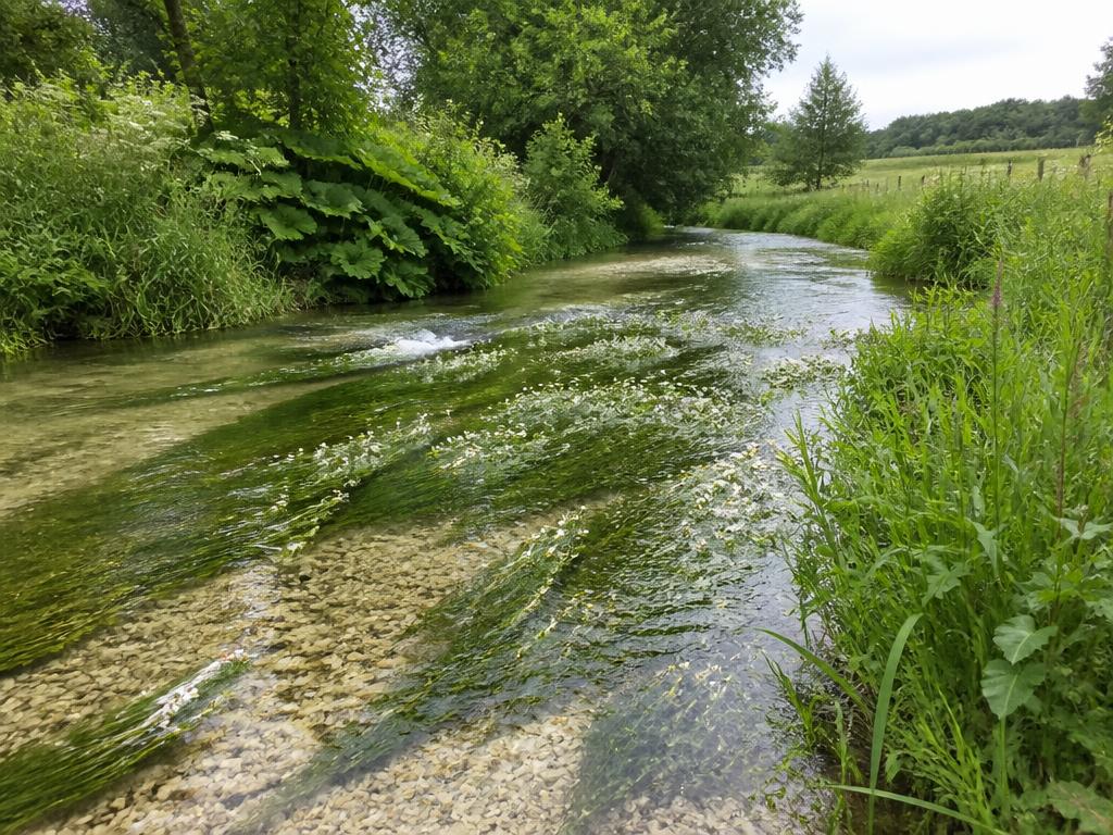 Clear shallow chalk stream flowing over clean gravel with aquatic vegetation