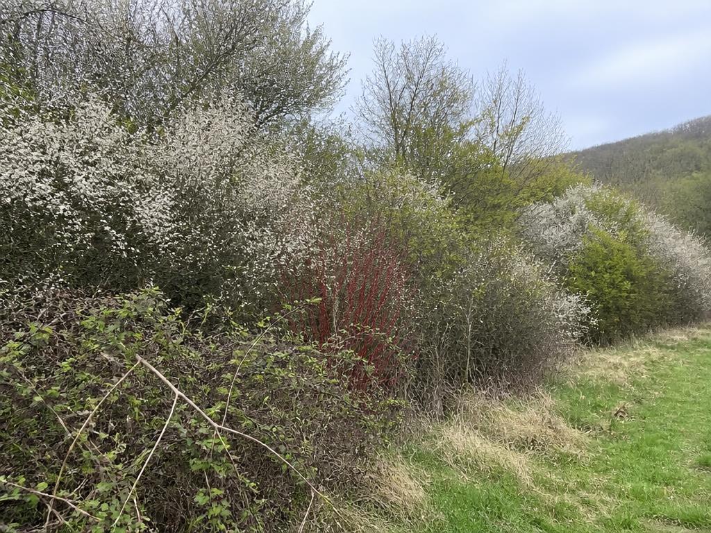 Native scrub and hedgerow of hawthorn and blackthorn along a field edge
