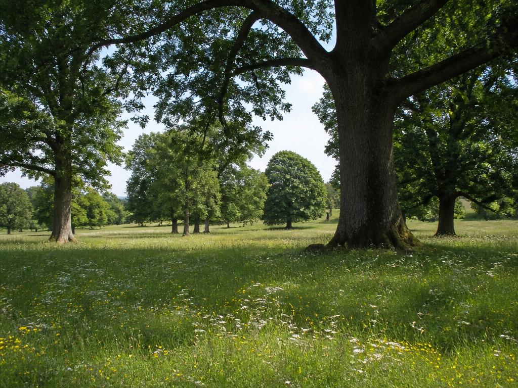 Scattered mature broadleaf trees in open grassland forming wood-pasture parkland